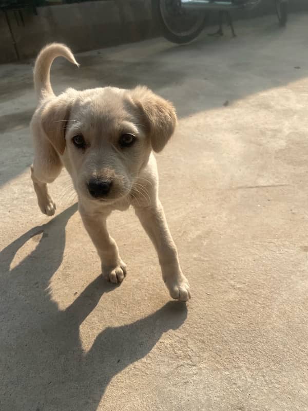 urgent sale 2 months pure Labrador green gray eyes with imported cage 0