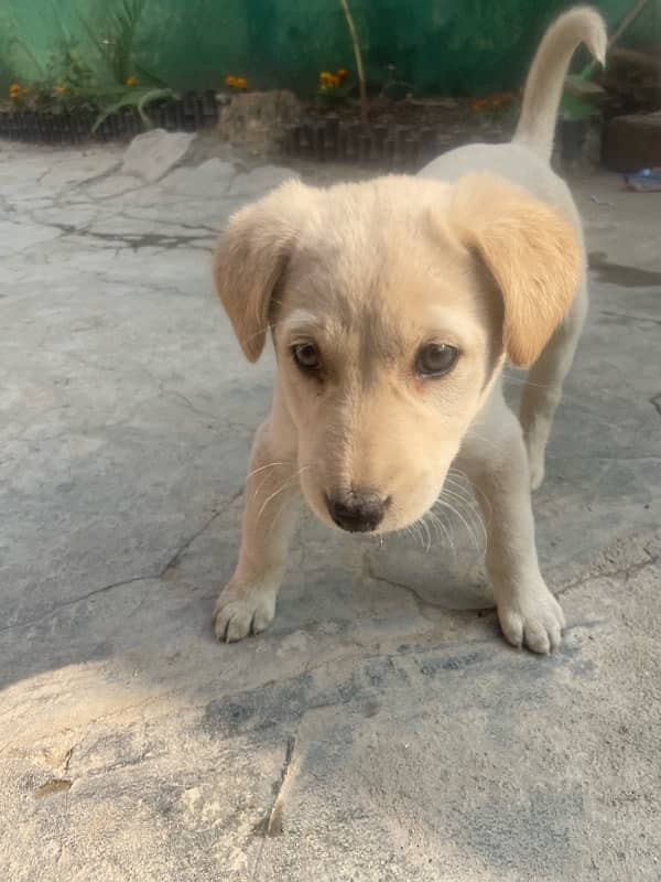 urgent sale 2 months pure Labrador green gray eyes with imported cage 1