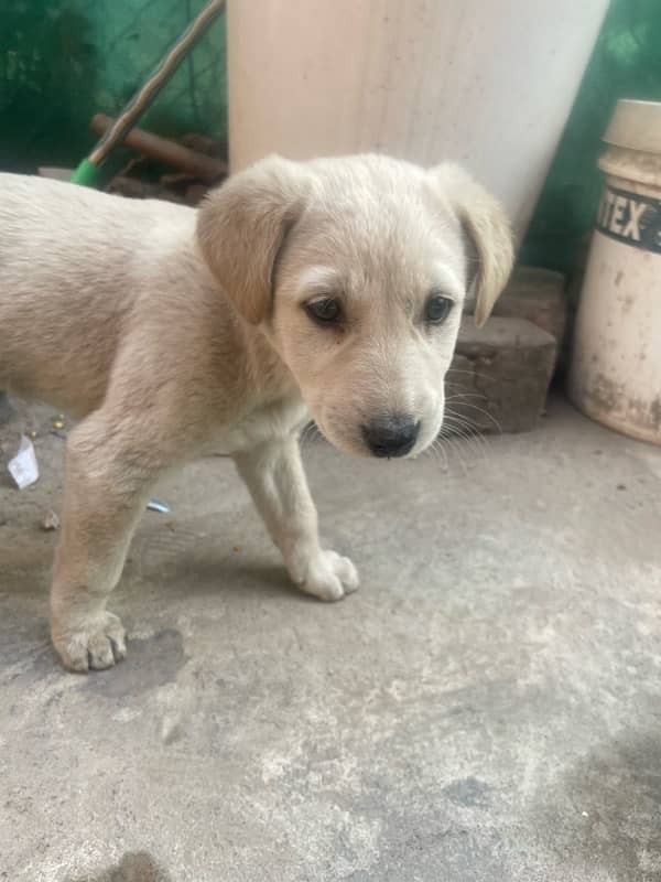 urgent sale 2 months pure Labrador green gray eyes with imported cage 4