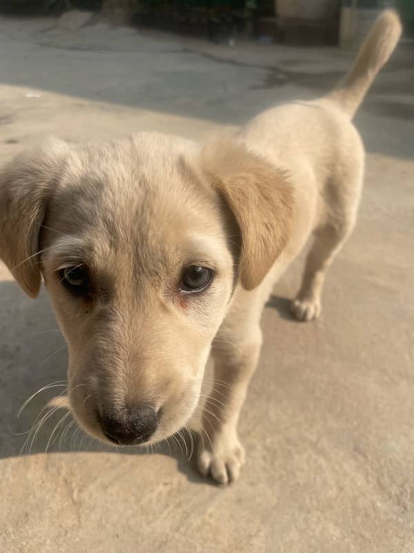 urgent sale 2 months pure Labrador green gray eyes with imported cage 5