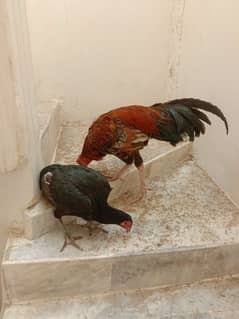 Aseel pair for sale