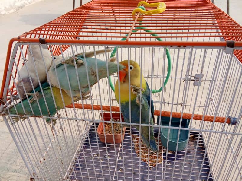 love birds for sale 1