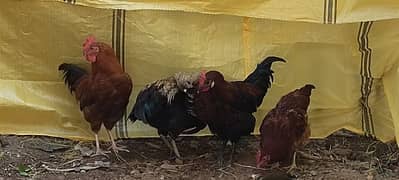 dasi golden Hens for sale