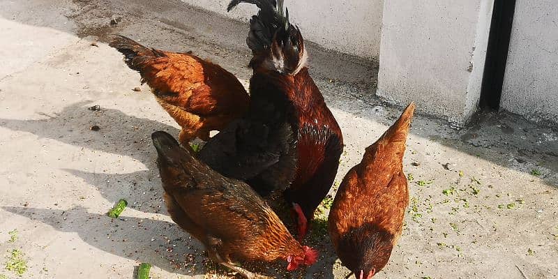 Desi  Hens 1