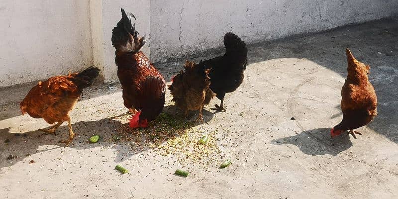 Desi  Hens 2