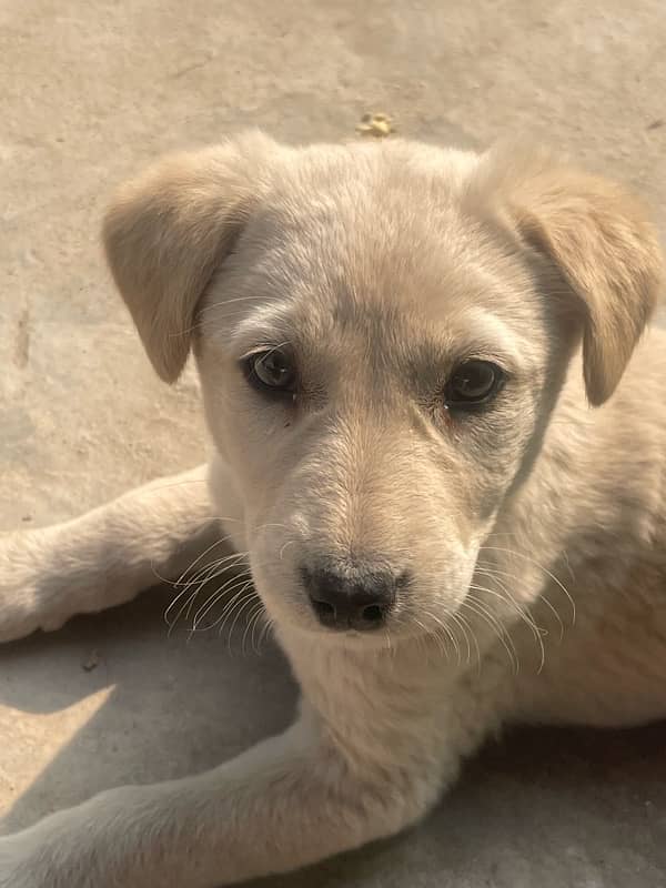 urgent sale 2 months pure Labrador green gray eyes with imported cage 7