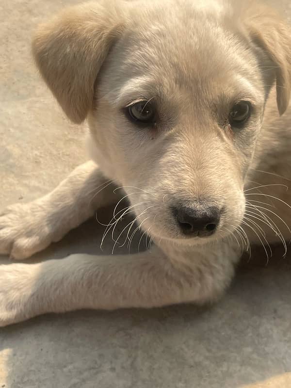 urgent sale 2 months pure Labrador green gray eyes with imported cage 8