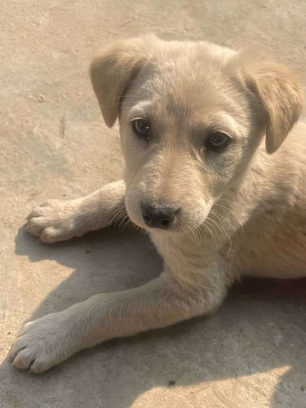 urgent sale 2 months pure Labrador green gray eyes with imported cage 9