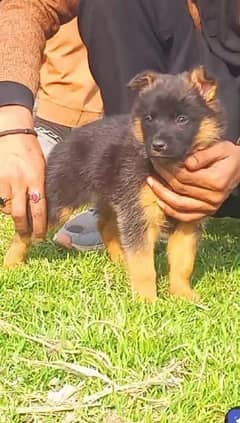 German shepherd Dubal Cout mail 2 mahnt for sale