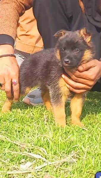 German Shepherd Double Coat Male / Black German Shepherd Puppy 0