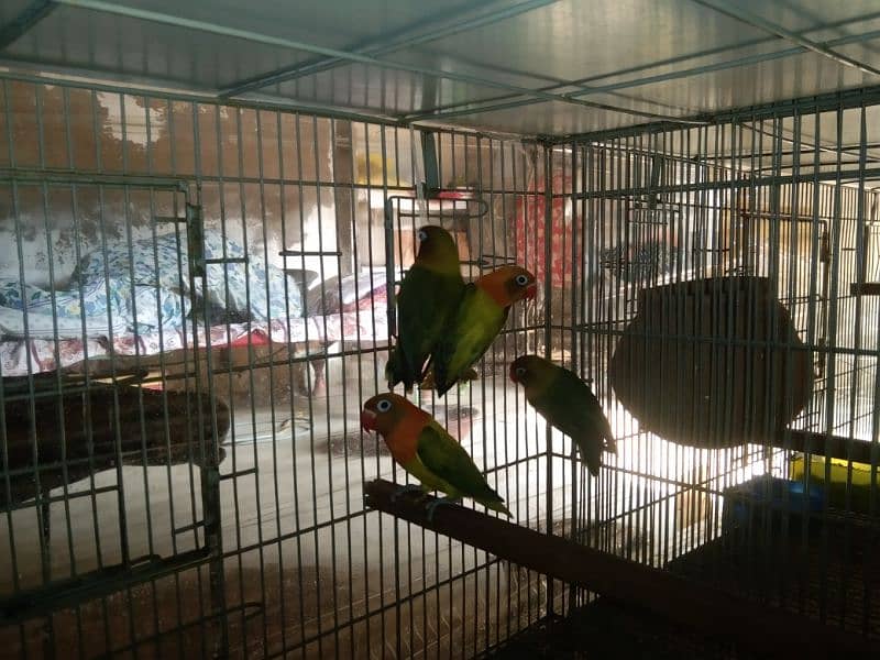 lovebird 0