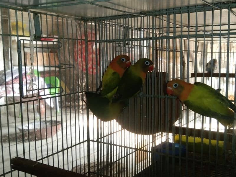 lovebird 1