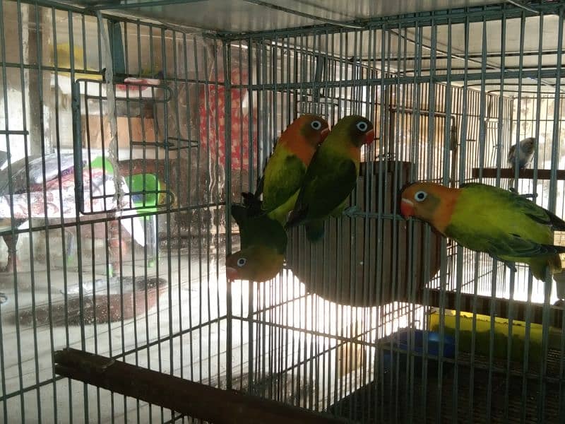 lovebird 2