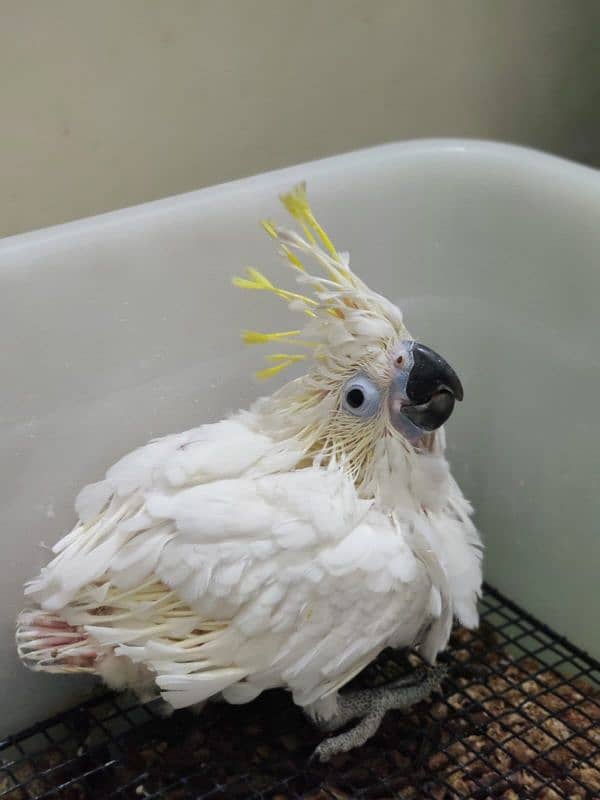 Cockatoo / Tritron Cockatoo / Parrots / Greater sulphur Cockatoo 0