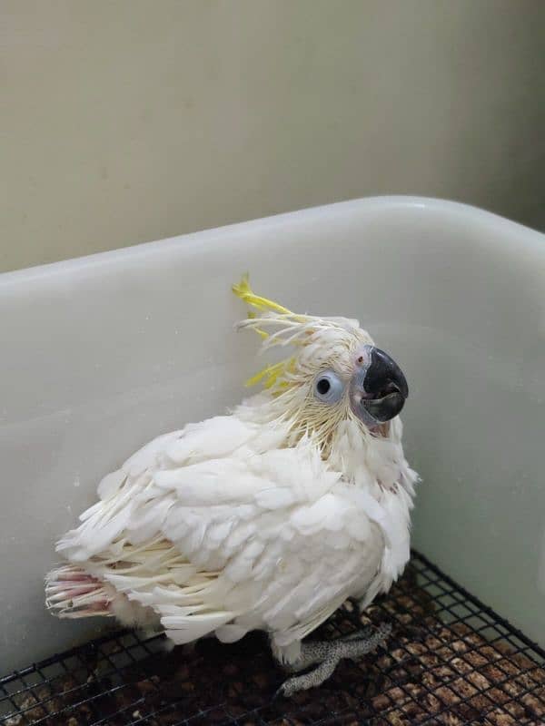 Cockatoo / Tritron Cockatoo / Parrots / Greater sulphur Cockatoo 1