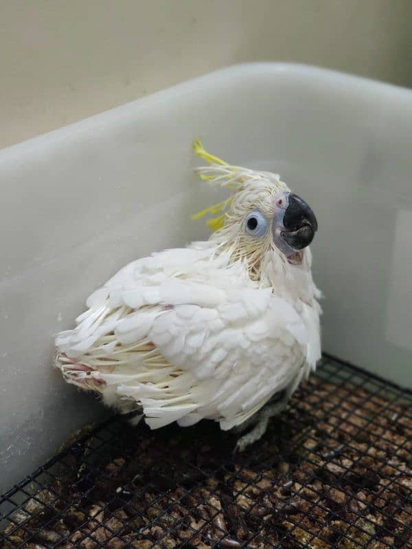 Cockatoo / Tritron Cockatoo / Parrots / Greater sulphur Cockatoo 2