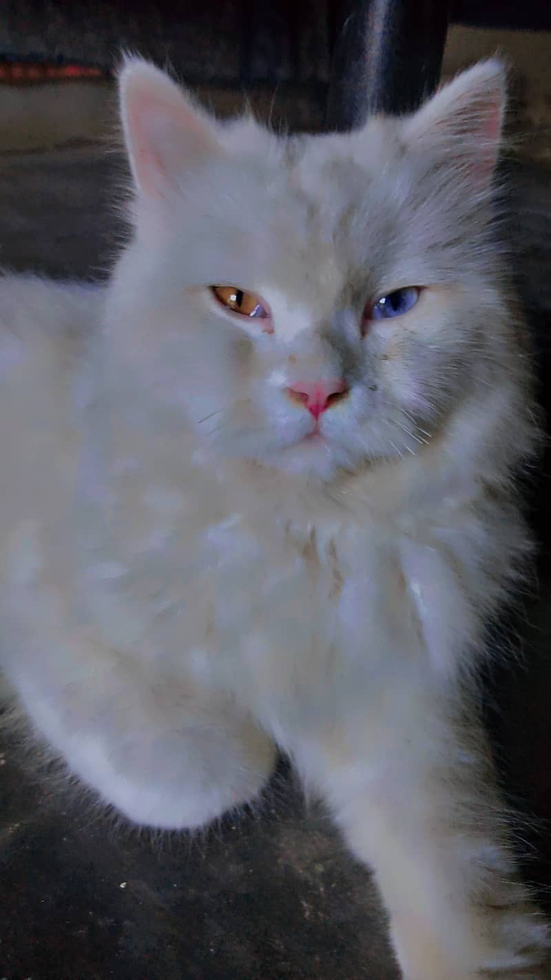 Persian cat 2 different eyes  1