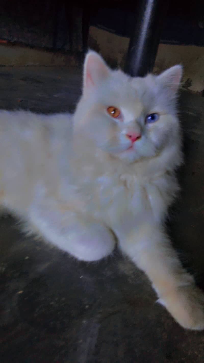 Persian cat 2 different eyes  2