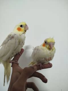 Common White Red Eye Chicks For Sale With Cage