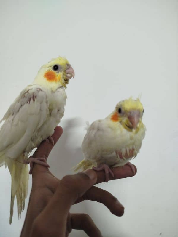 Common White Red Eye Chicks For Sale With Cage 0