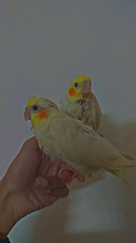 Common White Red Eye Chicks For Sale With Cage 1