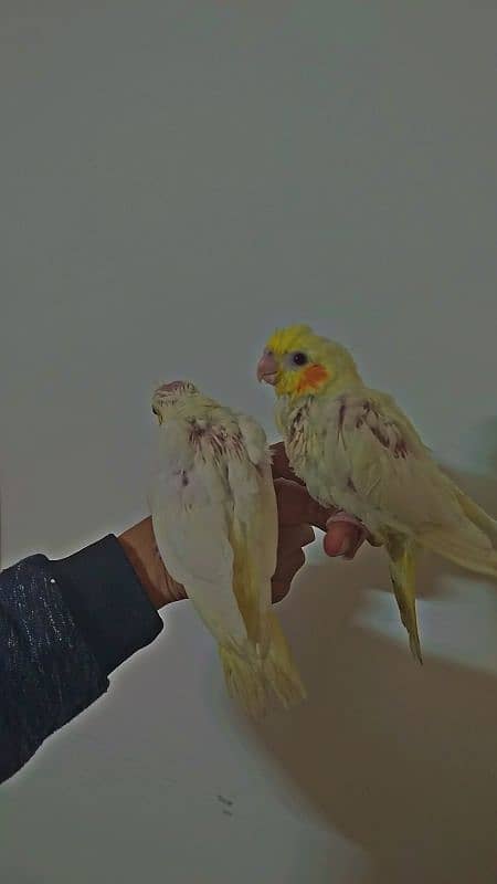 Common White Red Eye Chicks For Sale With Cage 3