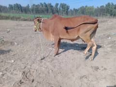 sahiwali cow with male kid