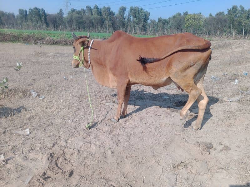 sahiwali cow with male kid 0