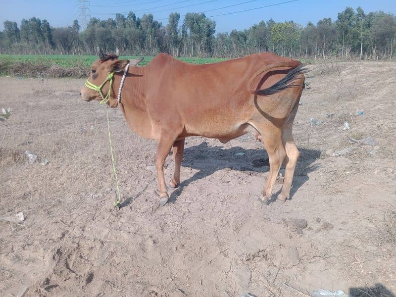 sahiwali cow with male kid 1