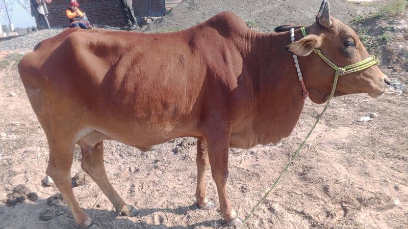 sahiwali cow with male kid 2