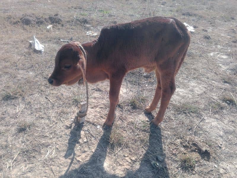 sahiwali cow with male kid 3