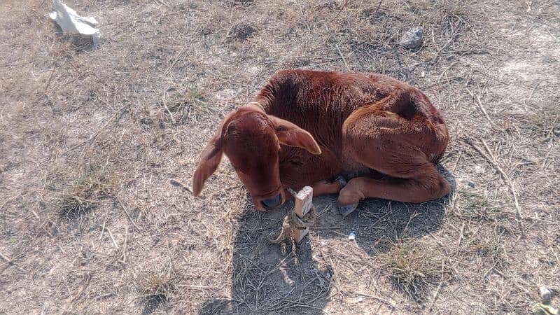 sahiwali cow with male kid 4