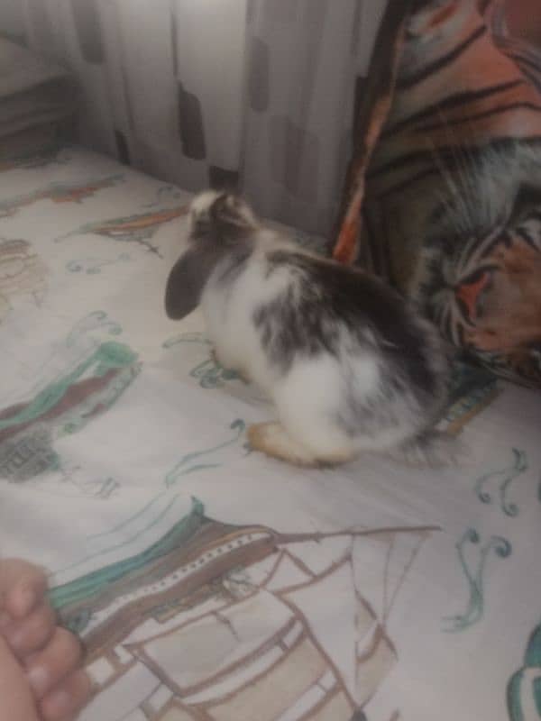 4month old Holland lop bunny pair, white and black and white 0