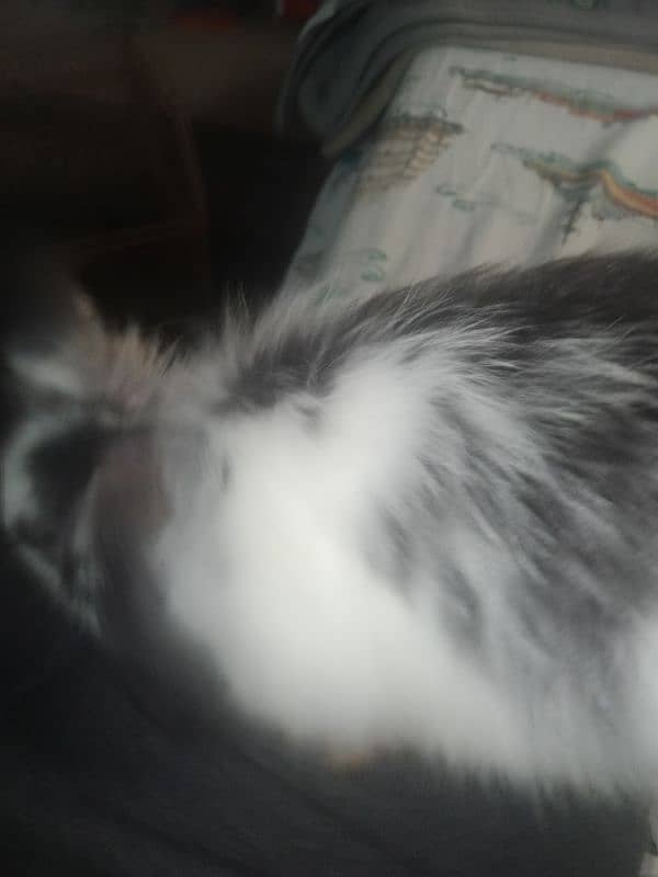 4month old Holland lop bunny pair, white and black and white 1