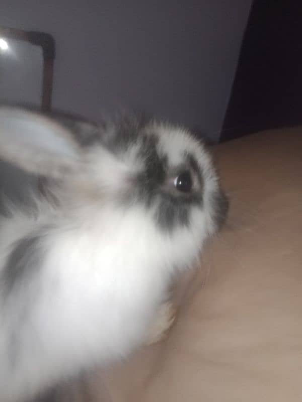 4month old Holland lop bunny pair, white and black and white 2