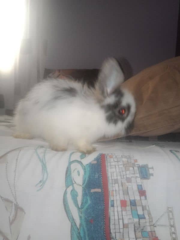 4month old Holland lop bunny pair, white and black and white 3