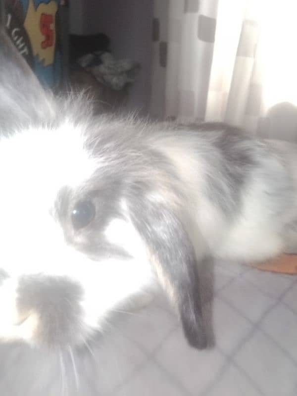 4month old Holland lop bunny pair, white and black and white 4