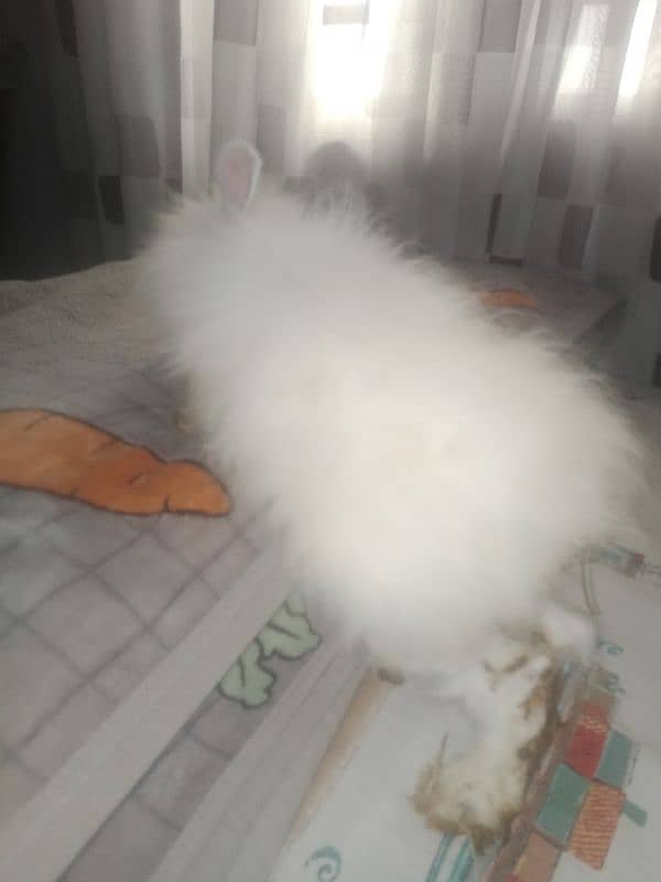 4month old Holland lop bunny pair, white and black and white 5