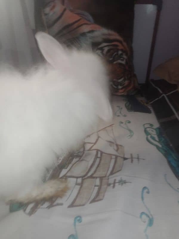 4month old Holland lop bunny pair, white and black and white 6