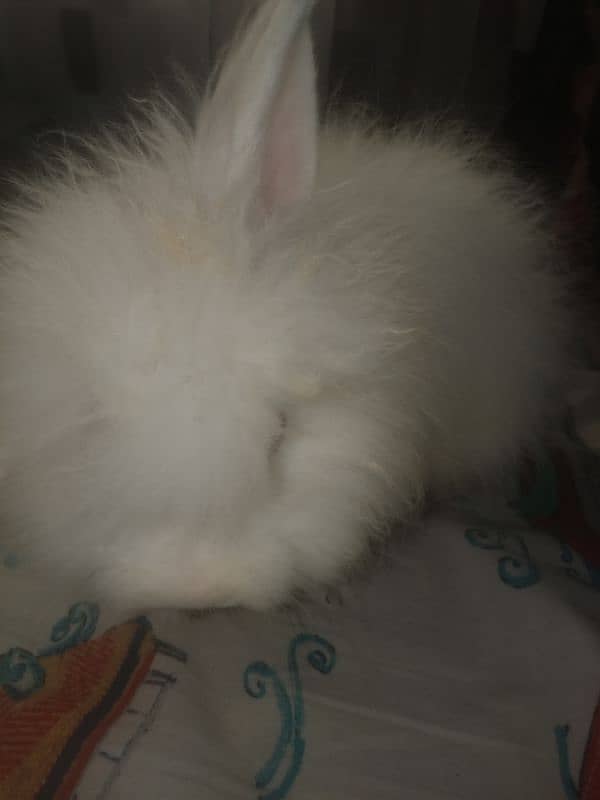 4month old Holland lop bunny pair, white and black and white 7