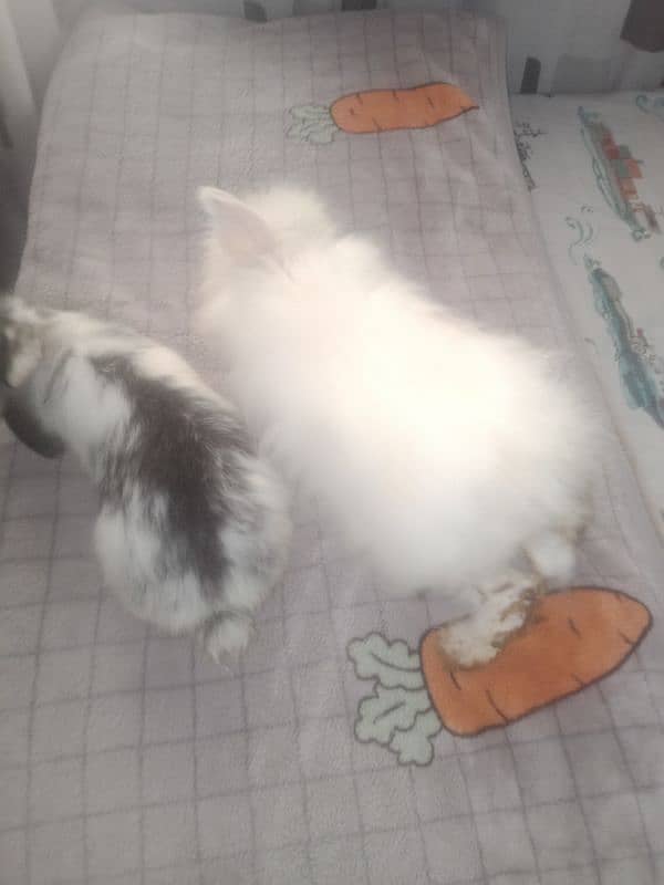 4month old Holland lop bunny pair, white and black and white 8