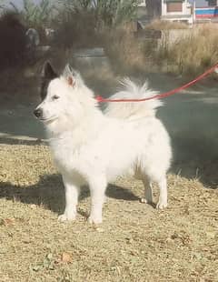 Russian puppy male full security guard 8 month for sale