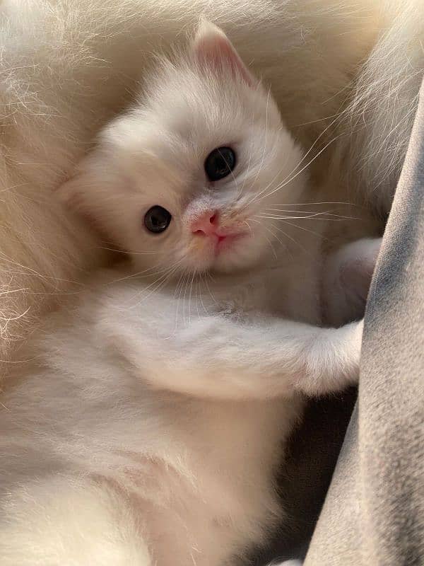 CUTTEST PERSIAN KITTY 1