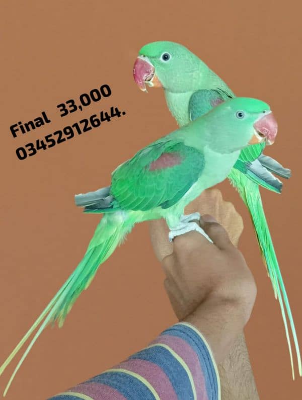 Pahari Parrot Pair Phatty Young Raw Alexander Alexandrian 0