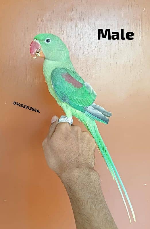 Pahari Parrot Pair Phatty Young Raw Alexander Alexandrian 1