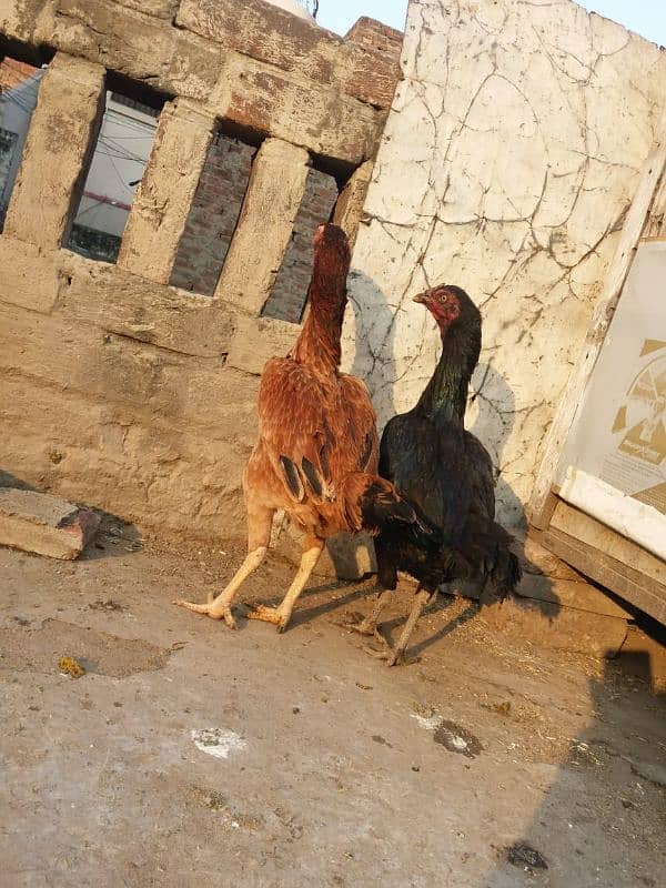 Pure Aseel Hens Pair 5