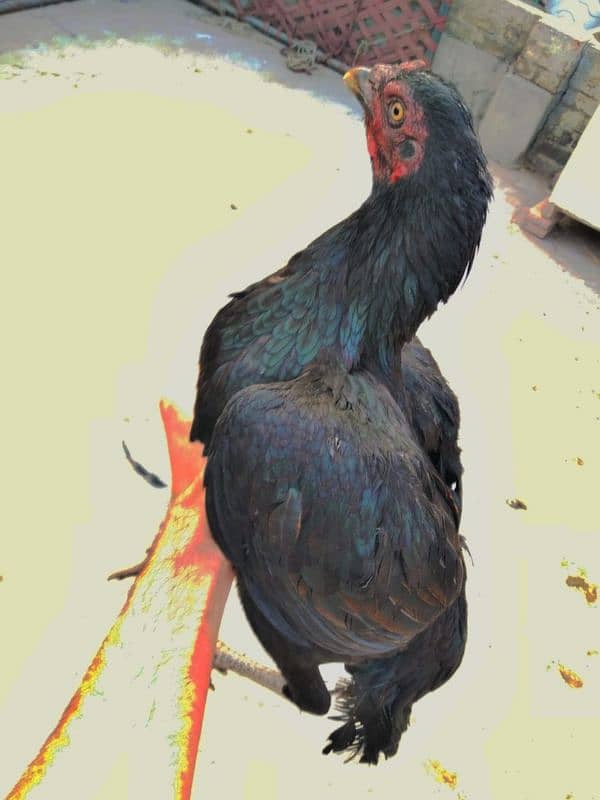 Pure Aseel Hens Pair 9