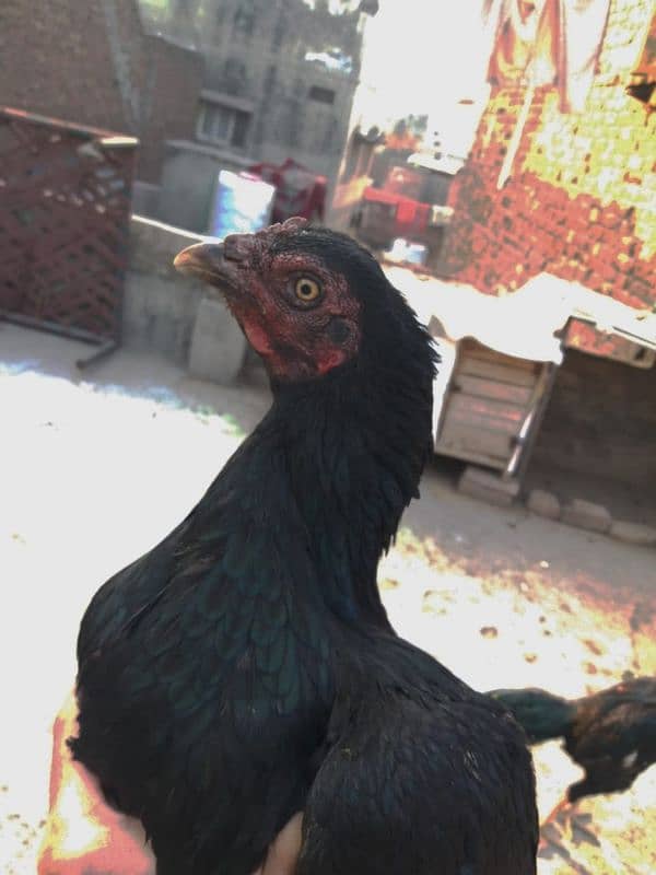 Pure Aseel Hens Pair 10