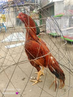 high quality peela murga for sale whatsup nmb 03055207529