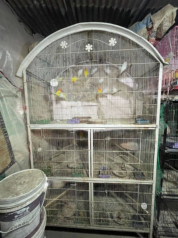 Love birds complete Setup for sale 1